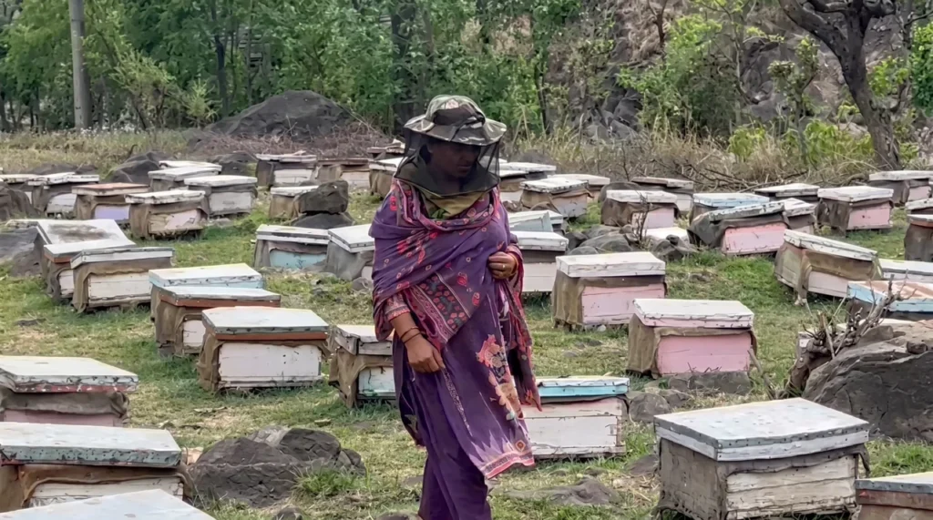 Reva Rani of Kathua emerges as beekeeping success story under HADP in Jammu & Kashmir