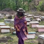 Reva Rani of Kathua emerges as beekeeping success story under HADP in Jammu & Kashmir