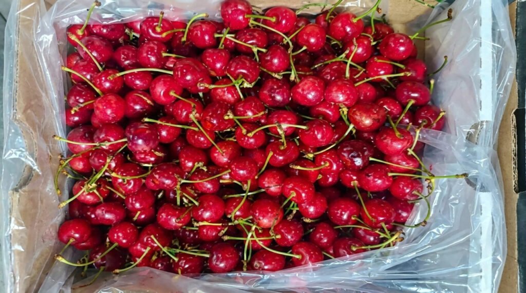 644 tonnes of Kashmir cherries head to Mumbai