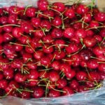 644 tonnes of Kashmir cherries head to Mumbai