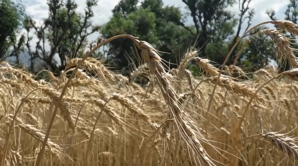 Reasi farmers welcome fertilizer subsidy boost ahead of Kharif season