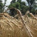 Reasi farmers welcome fertilizer subsidy boost ahead of Kharif season