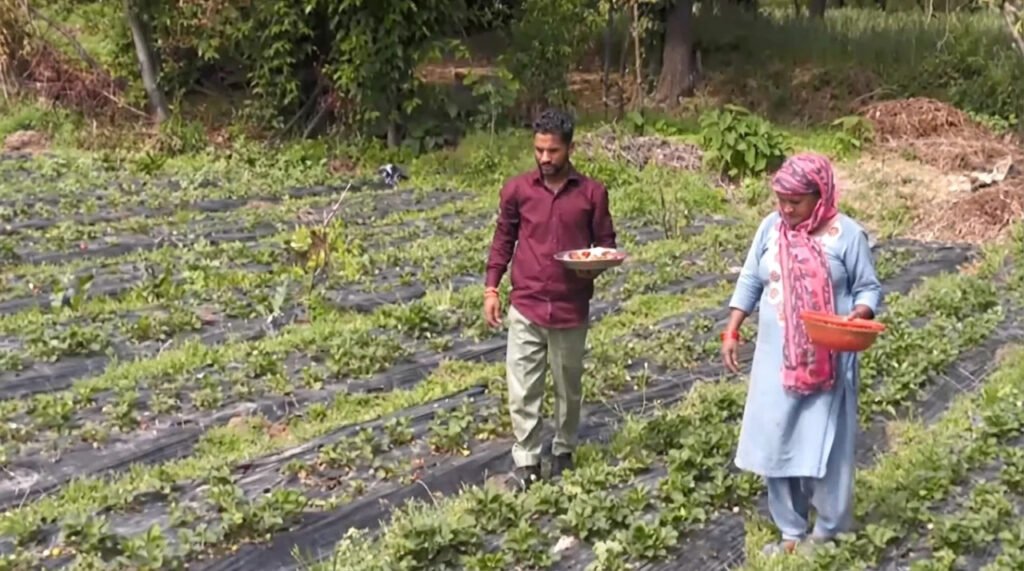 Udhampur farmer transforms organic strawberry cultivation into successful livelihood model