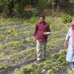Udhampur farmer transforms organic strawberry cultivation into successful livelihood model