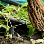 SKUAST-K Breakthrough: Kashmir Gucchi Successfully Cultivated in Greenhouse