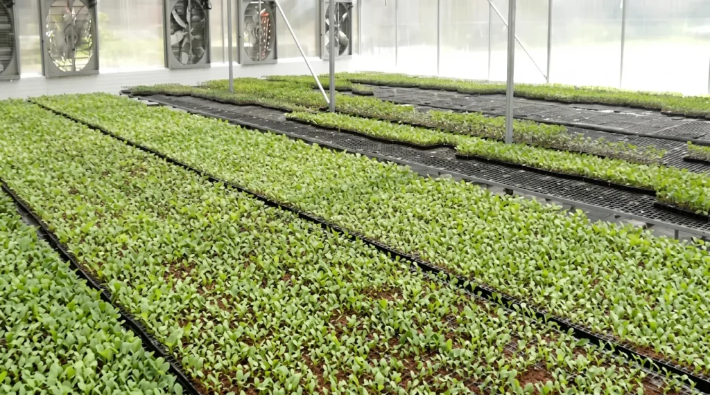 Talab Tillo polyhouse boosts farmers with hybrid saplings