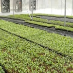 Talab Tillo polyhouse boosts farmers with hybrid saplings