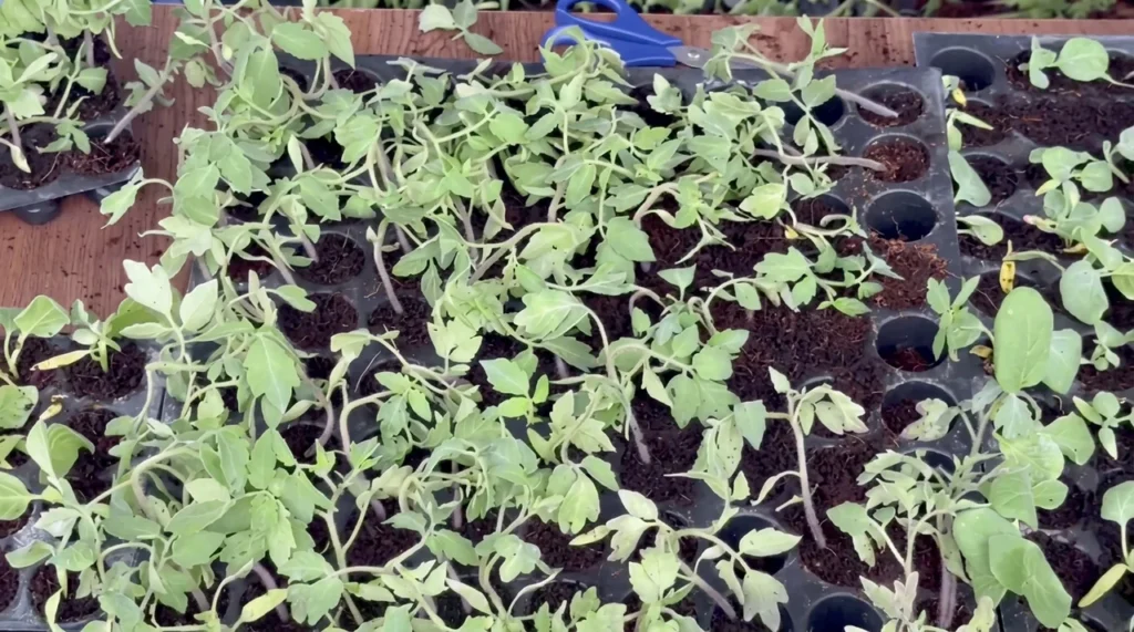 Hybrid seedlings distributed to boost farming in Kishtwar