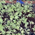 Hybrid seedlings distributed to boost farming in Kishtwar