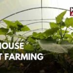 ₹1 Lakh Investment, Big Returns: Kathua Youth Farmer Thrives with Polyhouse Farming 🌱