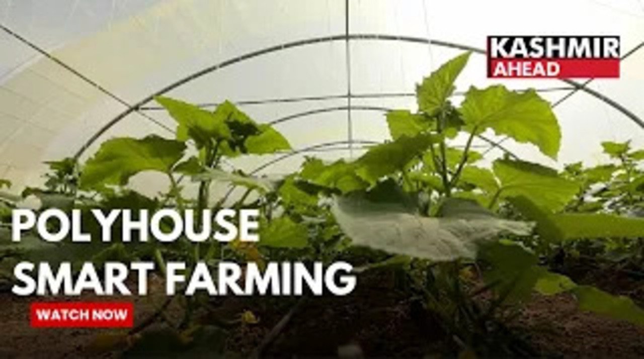 ₹1 Lakh Investment, Big Returns: Kathua Youth Farmer Thrives with Polyhouse Farming 🌱