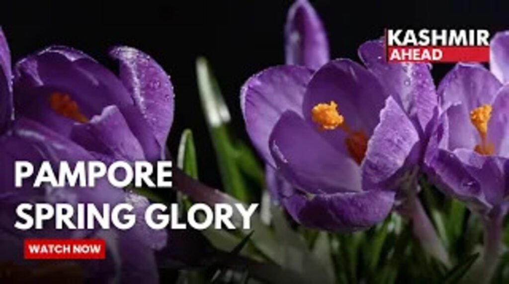 Pampore Blooms Naturally: Wild Tulips Steal the Show Alongside Saffron