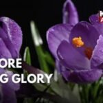 Pampore Blooms Naturally: Wild Tulips Steal the Show Alongside Saffron