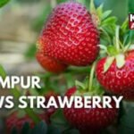 2 Kanal to 6 Kanal: Sweet Farming Win 💰