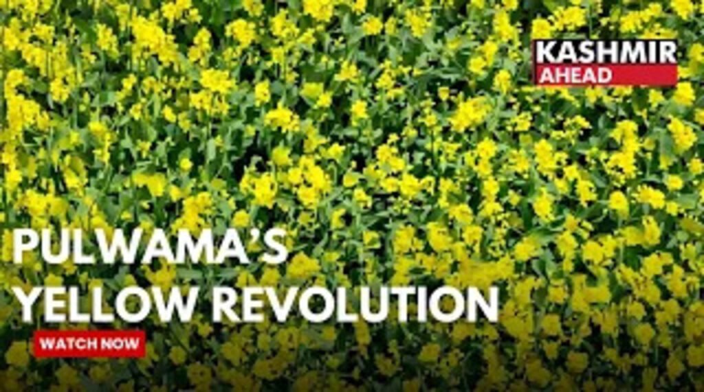 ₹850 Incentive Boost: Oil Seed Farmers Gain Under Govt Scheme in Pulwama