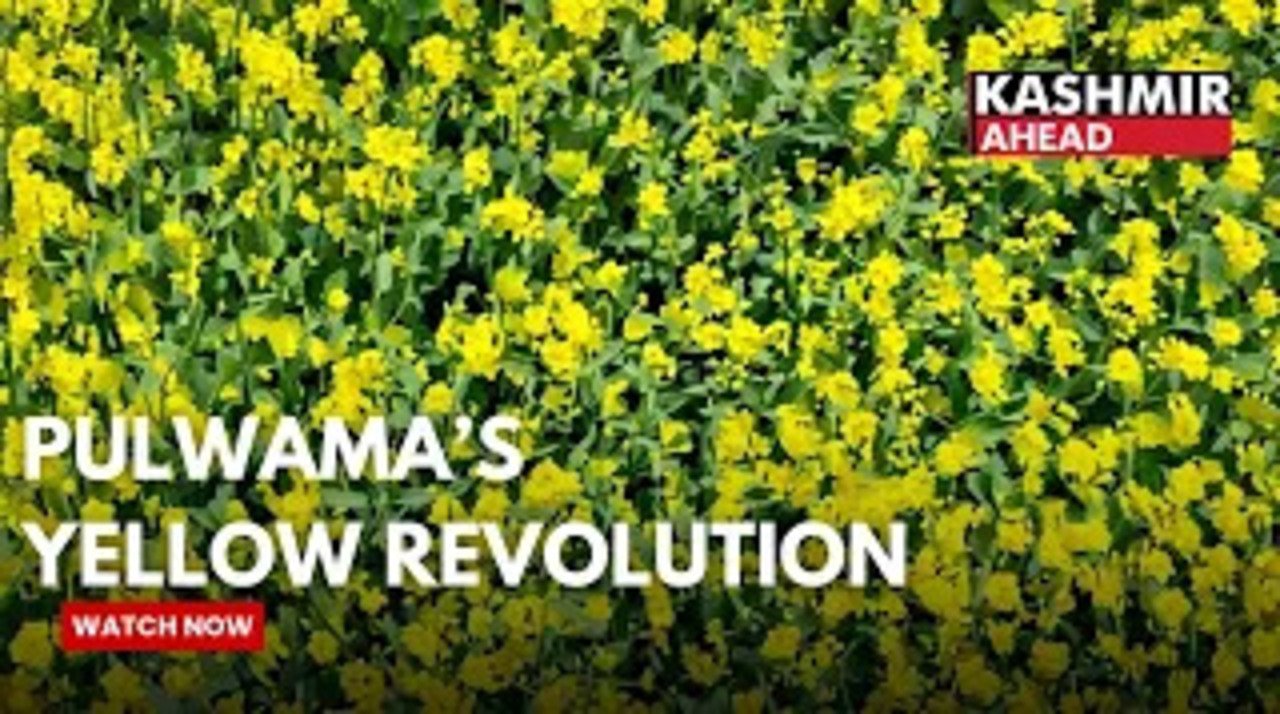 ₹850 Incentive Boost: Oil Seed Farmers Gain Under Govt Scheme in Pulwama