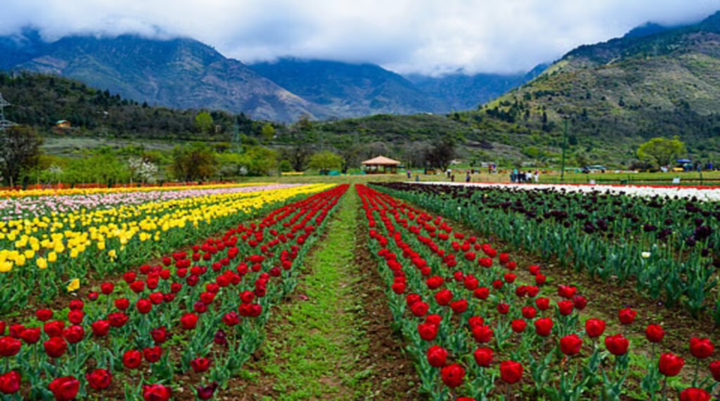 Natural Tulip Festival 2026 blooms in Pampore, boosting eco-tourism