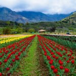 Natural Tulip Festival 2026 blooms in Pampore, boosting eco-tourism
