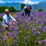 Lavender festival 2026 to be held in Bhaderwah valley on June 6-7