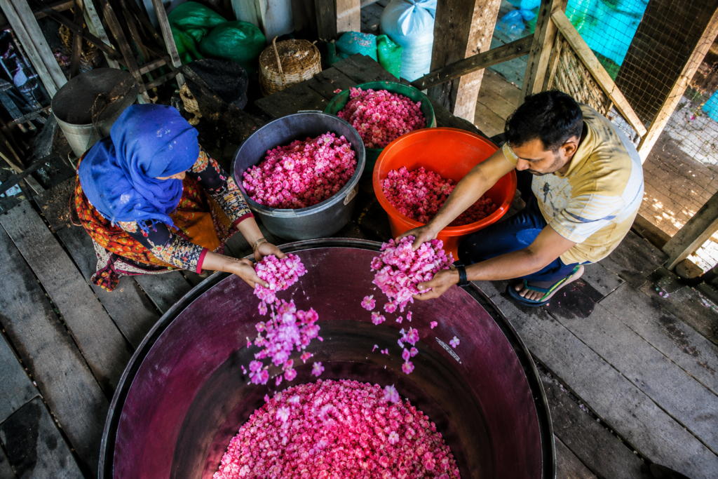Premium rose oil farming gains momentum in Kashmir