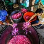 Premium rose oil farming gains momentum in Kashmir