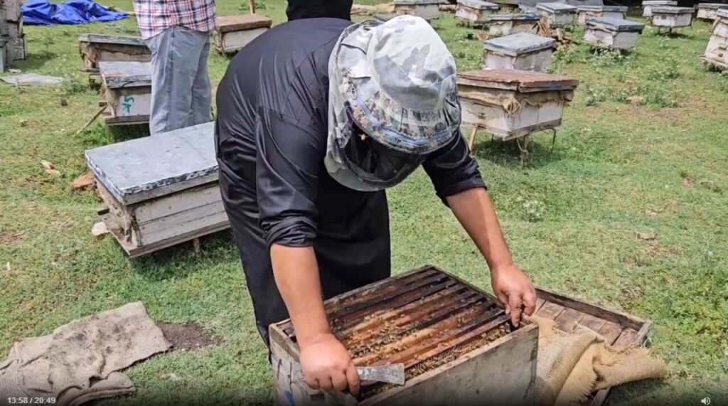 Anantnag sees rise in beekeeping as 310+ youth turn to apiculture for employment