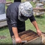 Anantnag sees rise in beekeeping as 310+ youth turn to apiculture for employment