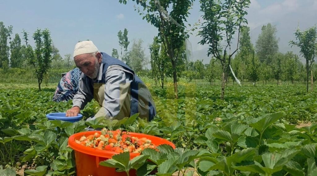 Fresh strawberry harvest peaks in Gassu on Srinagar outskirts, boost for local farmers