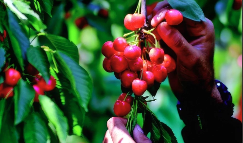 Cherry harvesting gains momentum across Ganderbal orchards