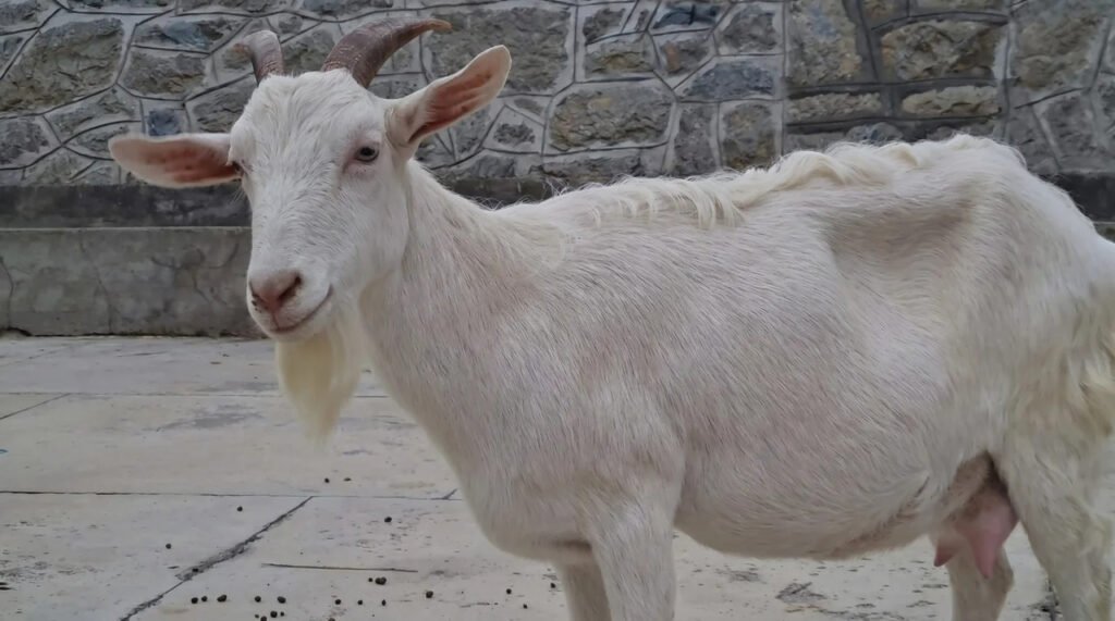 Kashmir introduces ‘Milk Queen’ swiss goats to boost dairy sector