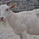 Kashmir introduces ‘Milk Queen’ swiss goats to boost dairy sector