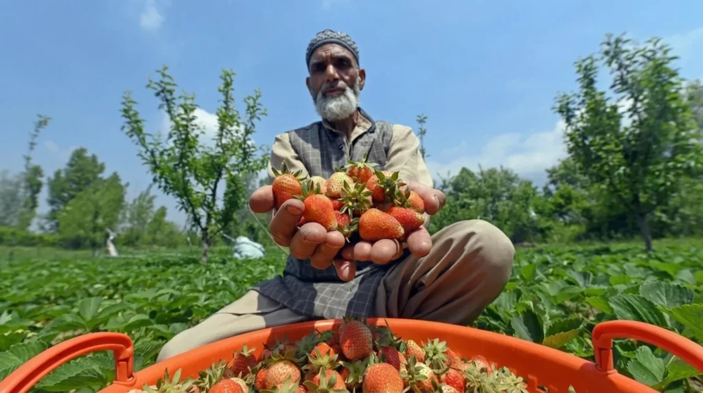 Budgam Strawberry festival promotes modern farming and Kashmiri culture