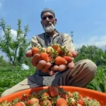 Budgam Strawberry festival promotes modern farming and Kashmiri culture