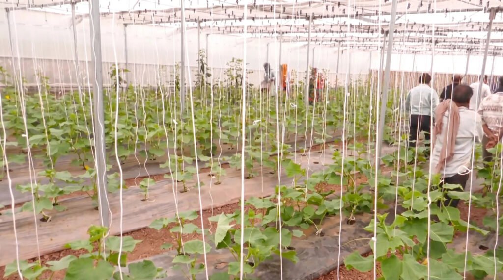 Hi-Tech polyhouse farming revolutionises farmers lives in Udhampur under HADP