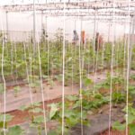 Hi-Tech polyhouse farming revolutionises farmers lives in Udhampur under HADP
