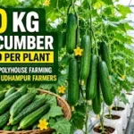 20 Kg Cucumber yield per plant: Hi-Tech polyhouse farming delights Udhampur Ffarmers