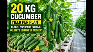 20 Kg Cucumber yield per plant: Hi-Tech polyhouse farming delights Udhampur Ffarmers