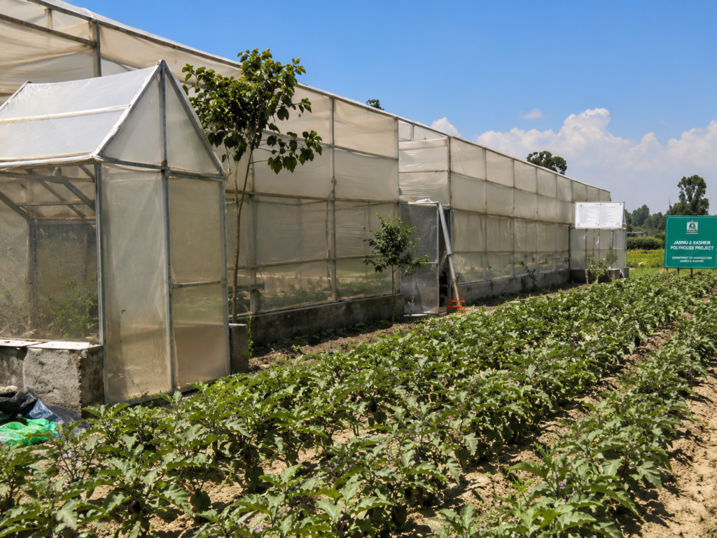 Pulwama farmer reaps success with HADP-supported Hi-Tech polyhouse cultivation