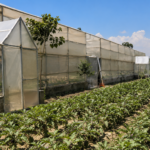 Pulwama farmer reaps success with HADP-supported Hi-Tech polyhouse cultivation