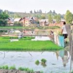 Paddy planting in full swing across Kupwara; 16,000 hectares under cultivation