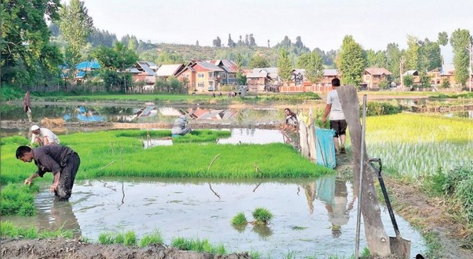Paddy planting in full swing across Kupwara; 16,000 hectares under cultivation