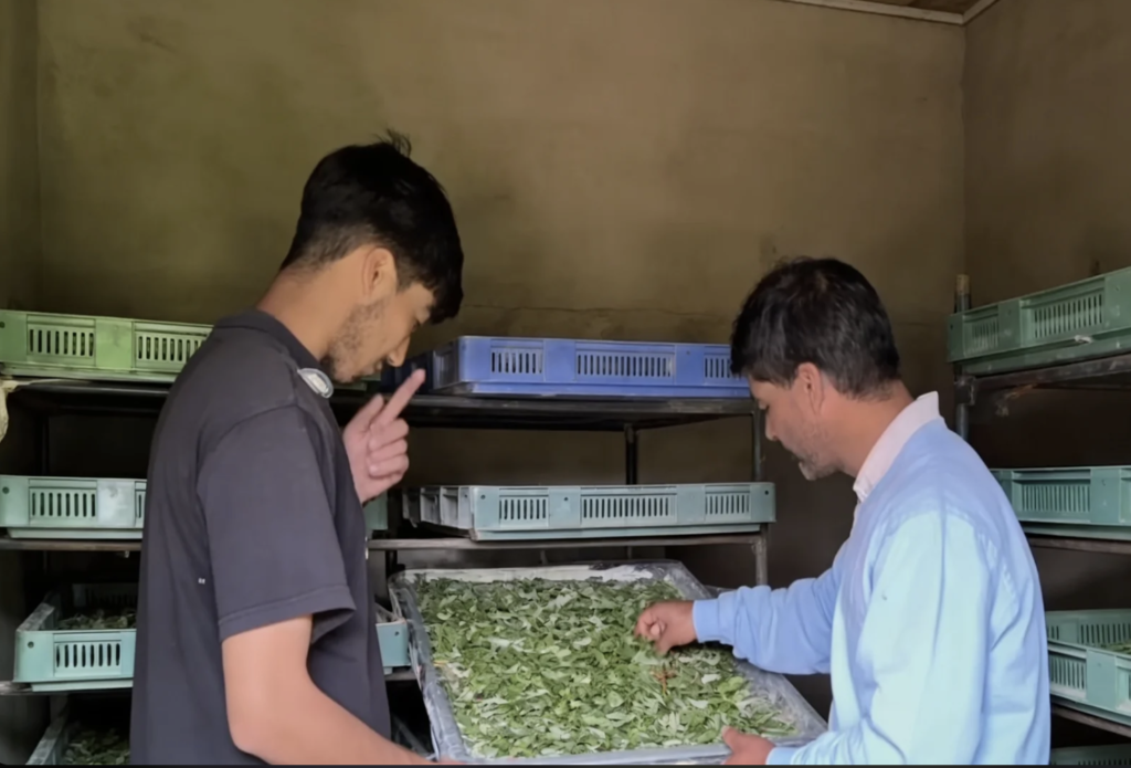Kulgam sericulture department boosts rural livelihoods through Silk Samagra-2 Scheme