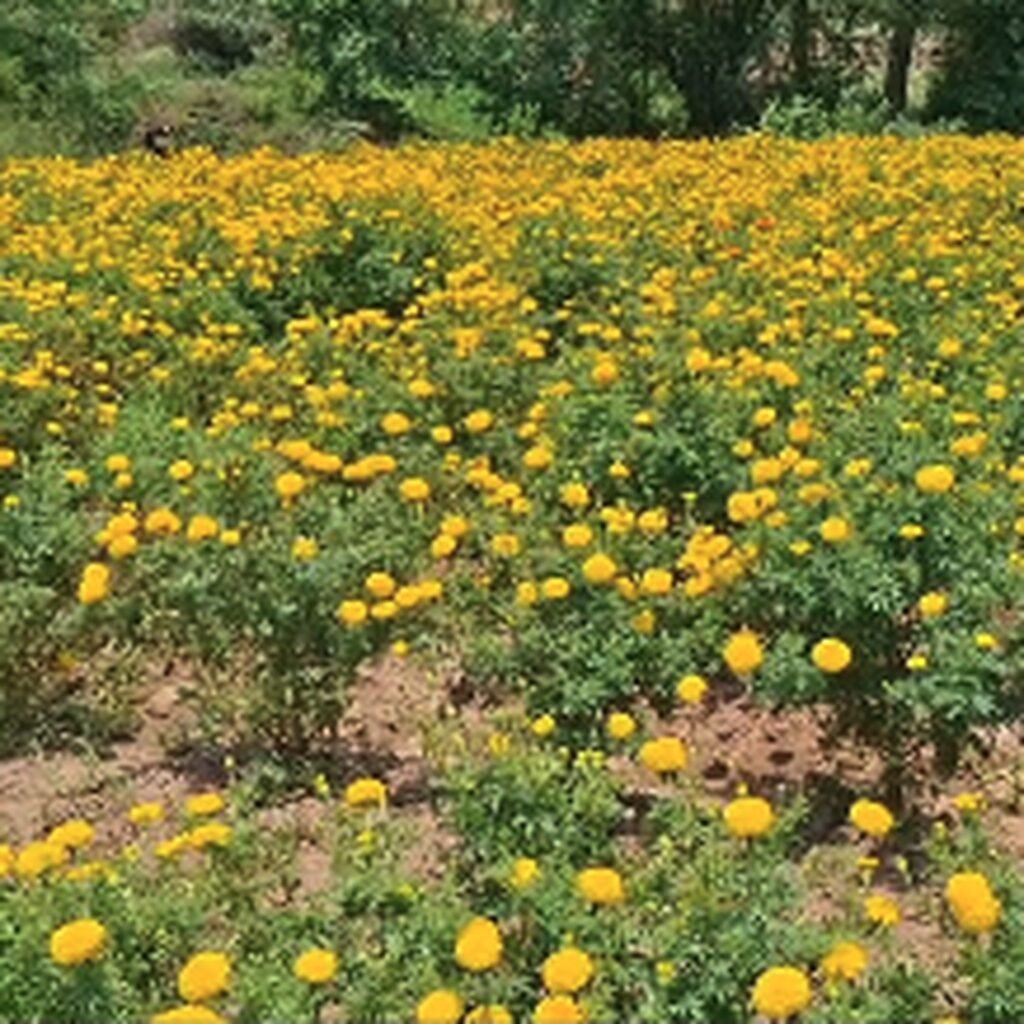 From border fields to blooming profits: Rajouri farmer turns flowers into fortune