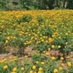 From border fields to blooming profits: Rajouri farmer turns flowers into fortune
