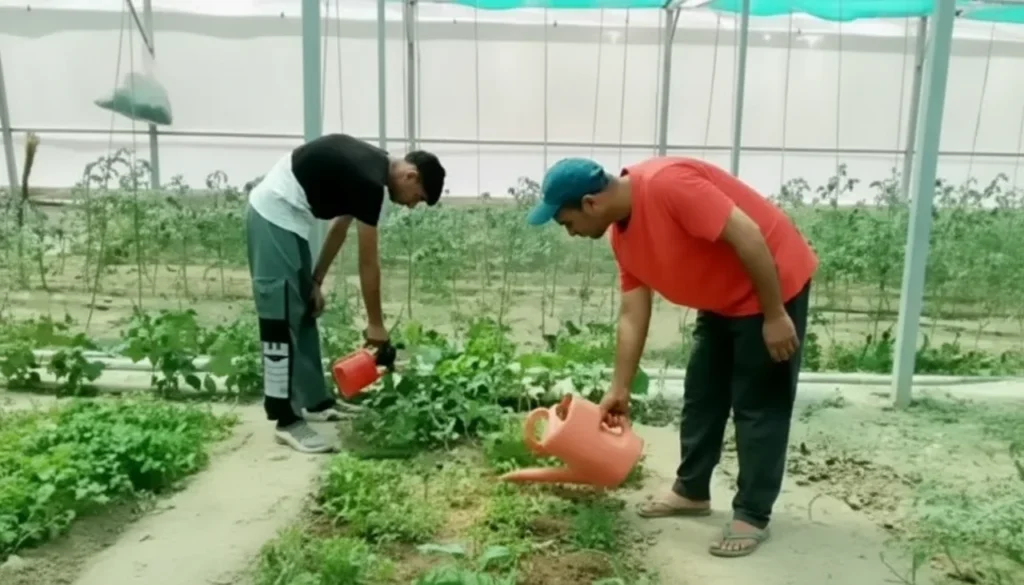 Pampore Youth Rafiq Rasool pioneers modern farming, creates opportunities for local youth
