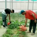 Pampore Youth Rafiq Rasool pioneers modern farming, creates opportunities for local youth