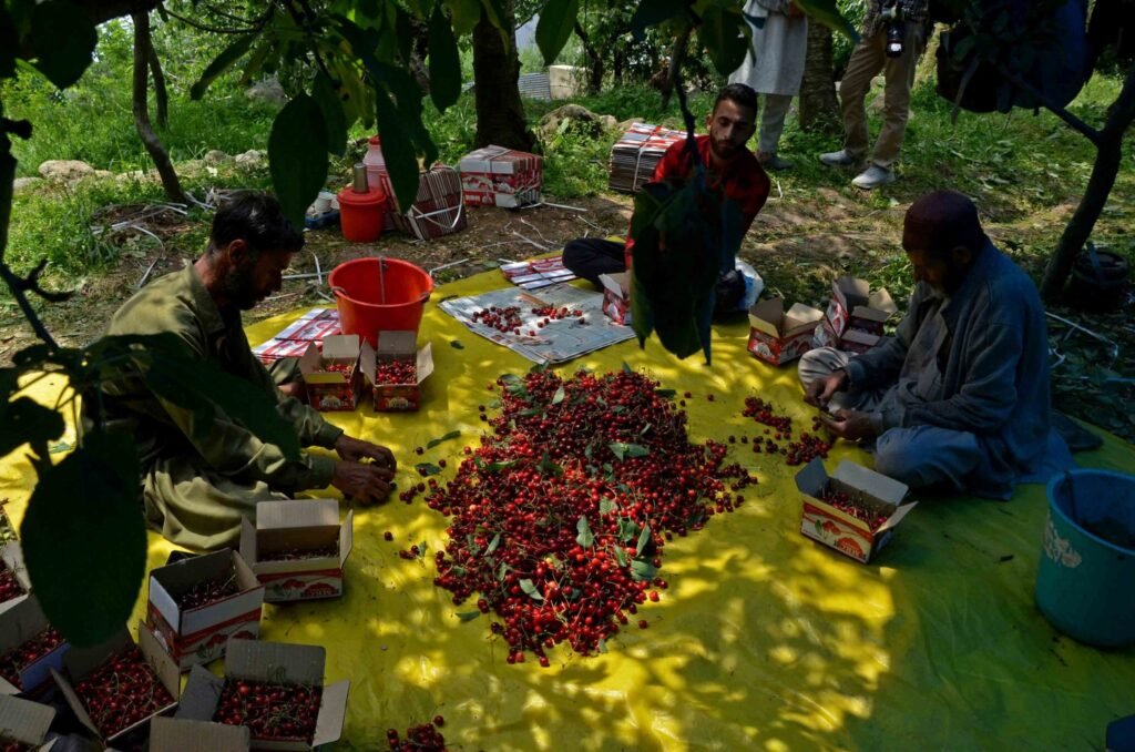 Cherry harvest gains momentum across Kashmir as farmers begin season’s first major fruit picking