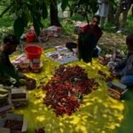 Cherry harvest gains momentum across Kashmir as farmers begin season’s first major fruit picking