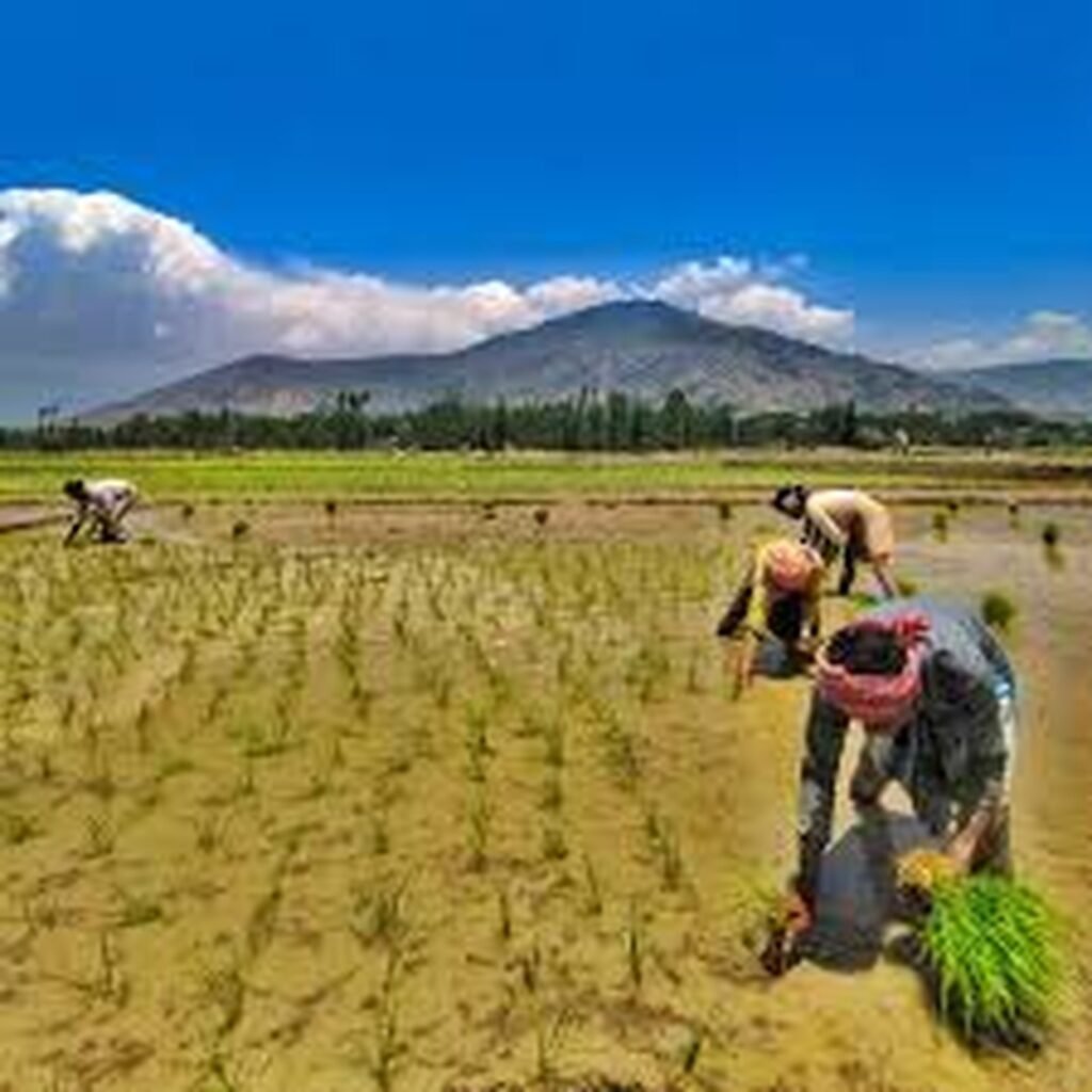 Paddy plantation goes high-tech in North Kashmir, boosting agricultural efficiency
