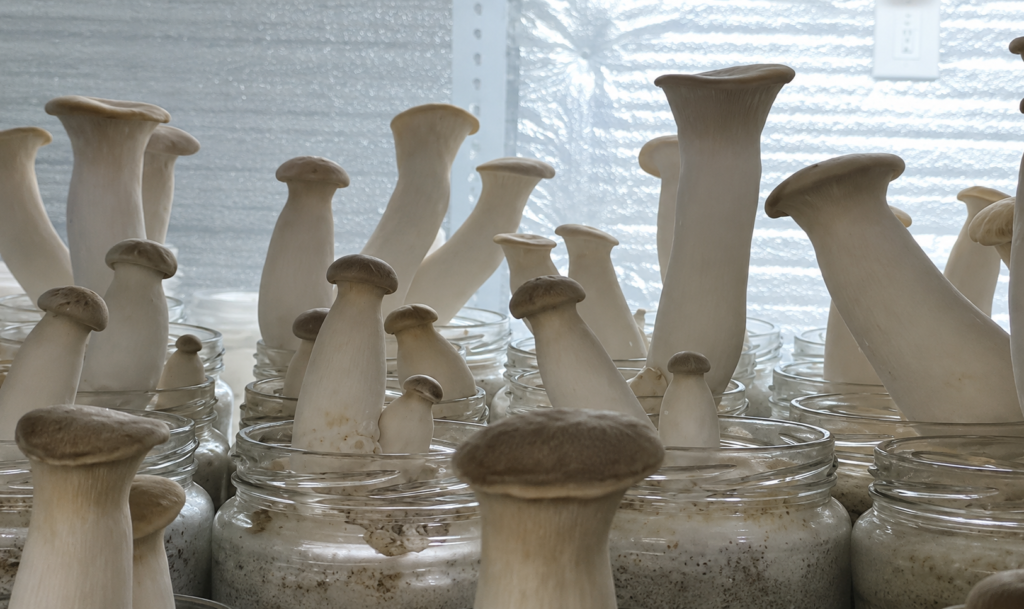 MBA graduate Shazia Sadaf builds Kashmir’s first exotic mushroom farm
